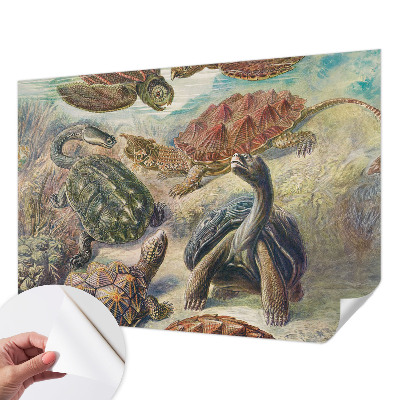 Papel de parede 3D Fauna de tartarugas