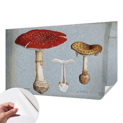 Papel de parede autocolante com gravuras de cogumelos