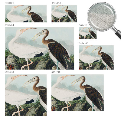 Autocolante de parede fotográfico Casal de pássaros