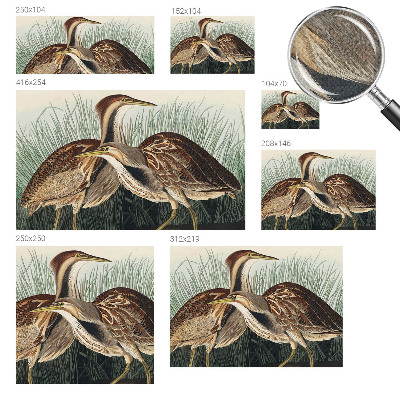 Papel de parede 3D pássaros realistas