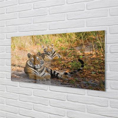 Quadro acrílico Tigres
