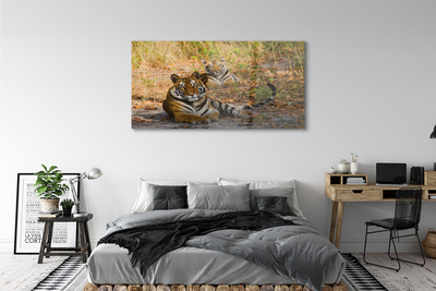 Quadro acrílico Tigres