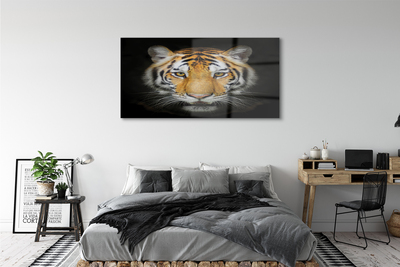 Pintura acrílica Tigre