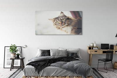 Quadro acrílico Gato Maine Coon