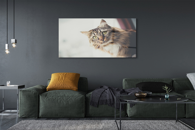 Quadro acrílico Gato Maine Coon