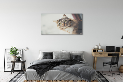 Quadro acrílico Gato Maine Coon