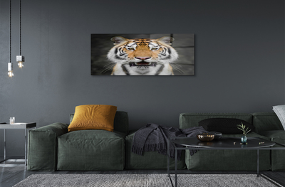Quadro acrílico Tigre