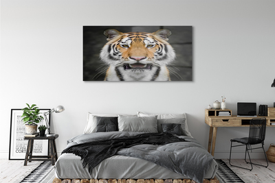 Quadro acrílico Tigre