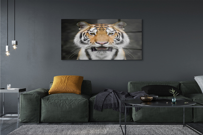 Quadro acrílico Tigre