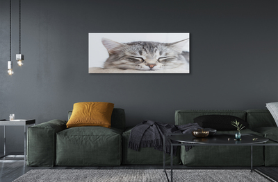 Quadro acrílico Gato dormindo