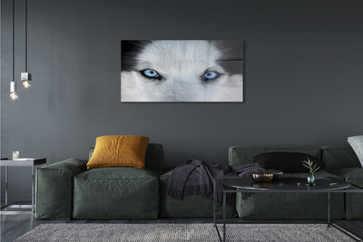 Quadro acrílico Olhos de lobo