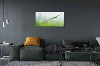 Quadro acrílico Macro de queda de grama