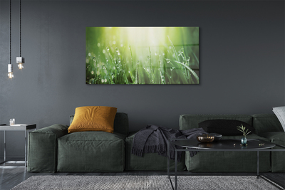 Quadro acrílico Gotas, grama, sol