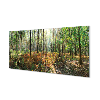 Quadro acrílico Floresta de bétulas