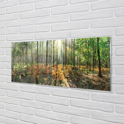 Quadro acrílico Floresta de bétulas