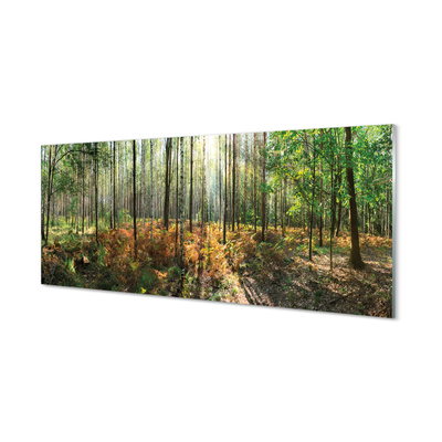 Quadro acrílico Floresta de bétulas