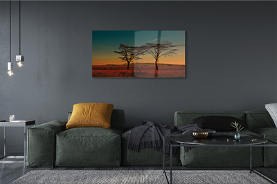 Quadro acrílico Céu de árvore