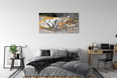 Quadro acrílico Tigre mentiroso