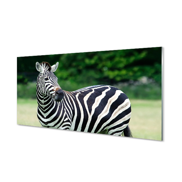 Quadro acrílico Campo de zebras