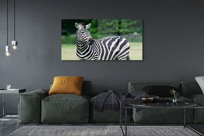 Quadro acrílico Campo de zebras