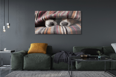 Pintura acrílica Cães dormindo