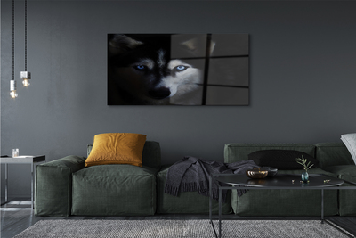 Quadro acrílico Olhos de lobo