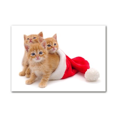 Quadro acrílico Gatos Natal Papai Noel