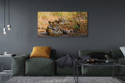 Pintura em tela Tigres