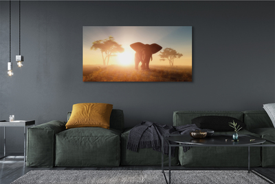 Quadro em tela Nascer do sol na árvore elefante