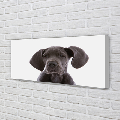 Quadro em tela Cachorro marrom