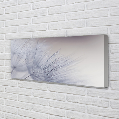 Quadro em tela Gotas de orvalho dente-de-leão