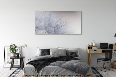 Quadro em tela Gotas de orvalho dente-de-leão