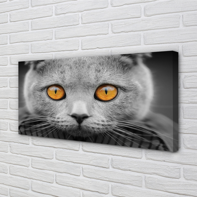 Quadro em tela Gato britânico cinza