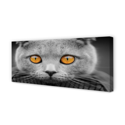 Quadro em tela Gato britânico cinza