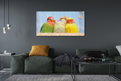 Quadro em tela Papagaios coloridos