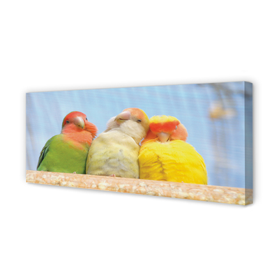 Quadro em tela Papagaios coloridos