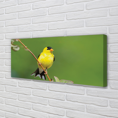 Quadro em tela Papagaio amarelo