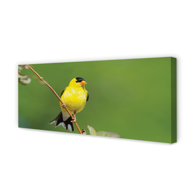 Quadro em tela Papagaio amarelo