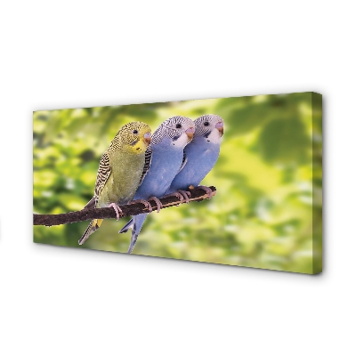 Quadro em tela Papagaios coloridos em um galho