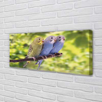 Quadro em tela Papagaios coloridos em um galho