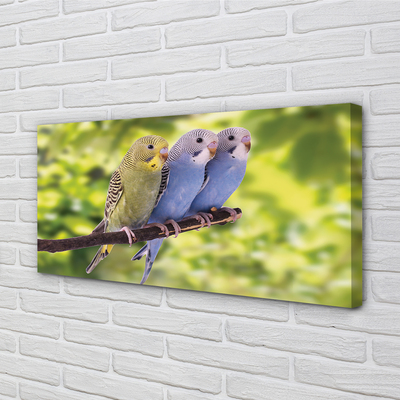 Quadro em tela Papagaios coloridos em um galho