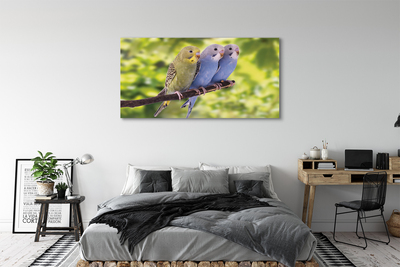 Quadro em tela Papagaios coloridos em um galho