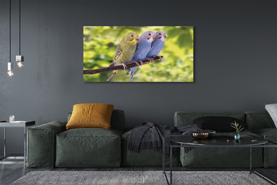 Quadro em tela Papagaios coloridos em um galho