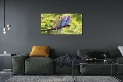 Quadro em tela Papagaios coloridos em um galho