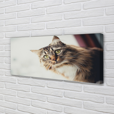 Pintura em tela Gato Maine Coon