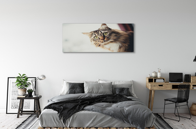 Pintura em tela Gato Maine Coon