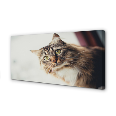 Pintura em tela Gato Maine Coon