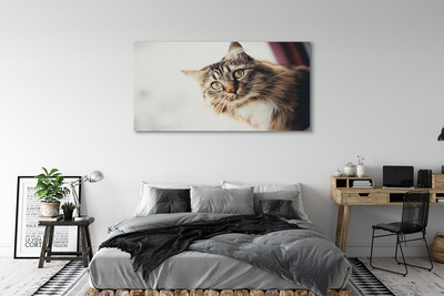 Pintura em tela Gato Maine Coon