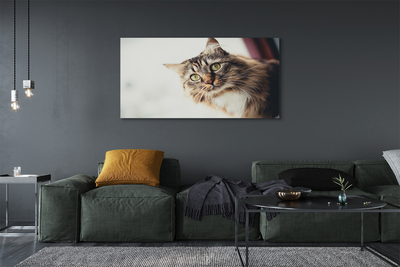 Pintura em tela Gato Maine Coon