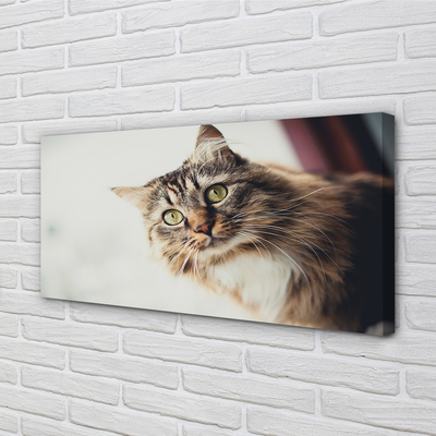 Pintura em tela Gato Maine Coon